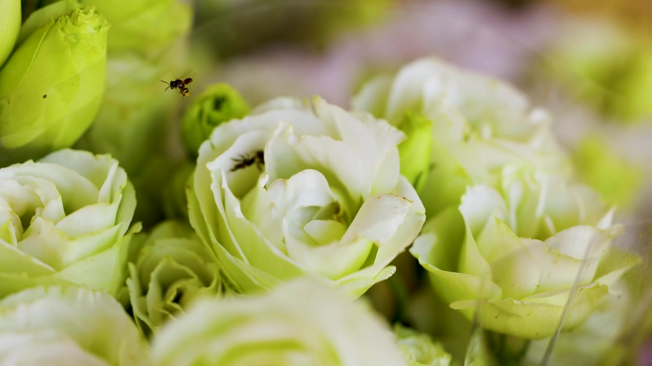 Static close up shot of fresh white lisianthus and green roses in soft natural light.