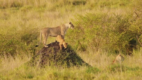 Weibliche-Löwenmutter-Auf-Termitenhügel,-Die-Junge-Babybabys-Beschützt-Und-Nach-Beute-Ausschau-Hält,-Um-Sie-Im-Masai-Mara-Nationalreservat,-Kenia,-Afrika,-Zu-Jagen.-Safaritiere-Im-Naturschutzgebiet-Masai-Mara-Nord