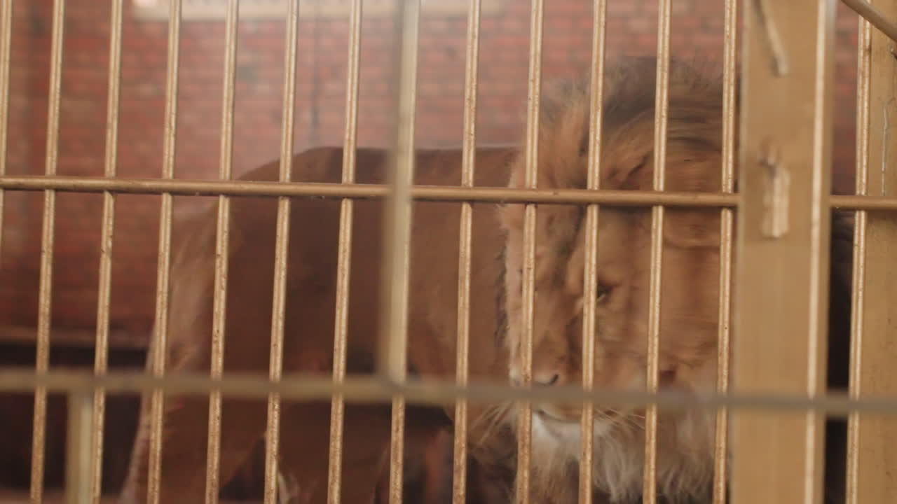 Männlicher Löwe blickt durch Gitterstäbe, verriegeltes Tor und Reifen in einem dämmrigen Ziegelgehege, dichte Mähne und wacher Blick vermitteln Spannung und Dominanz, gefangener Bewohner agiert als Revierschildwache, wartend.