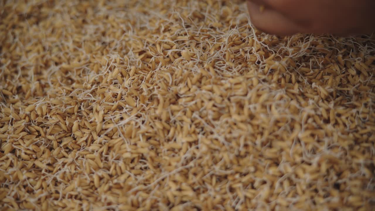 높은 품질의 아시아 원시  ⁇ 은  ⁇ 과 건강한 자연 유기농 식품의 배아 클로즈업