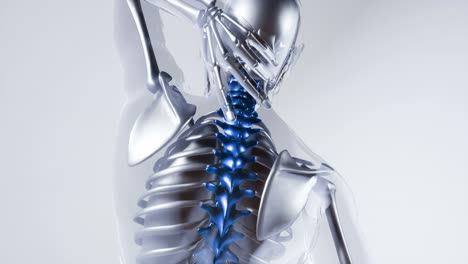 modelo de huesos del esqueleto de la columna vertebral humana con órganos