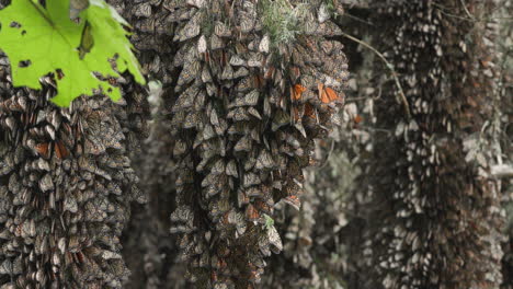 Millions-of-migrating-Monarch-Butterflies-hanging-from-the-tree-while-sleeping-in-a-nature-reserve-in-Michoacán,-Mexico