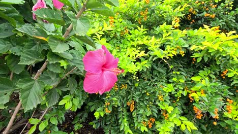 pink hibiscus and berries in a garden