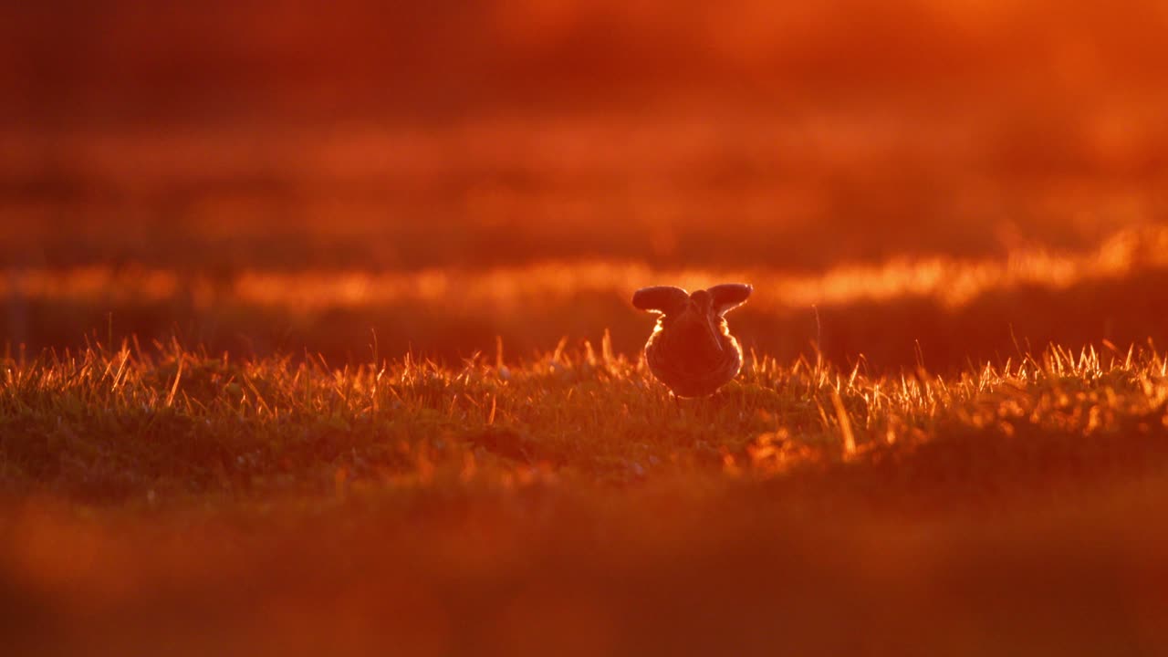 Sunrise Silhouette of a Bird in a Marsh