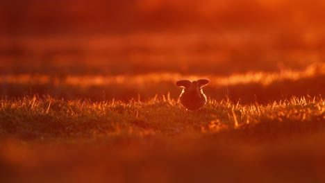 sunrise silhouette of a bird in a marsh