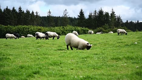white sheep eating grass while kneeling. scottish highlands