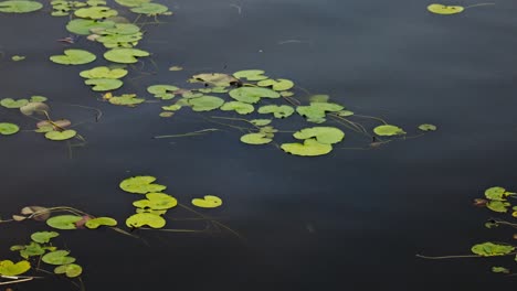 green leaves sitting on the surface move in motion with the water