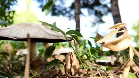 Forest-floor-with-a-white-fungus-in-the-foreground