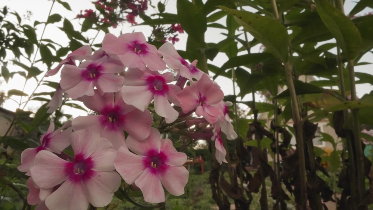 Primo piano di fiori di phlox rosa e bianchi in un giardino estivo