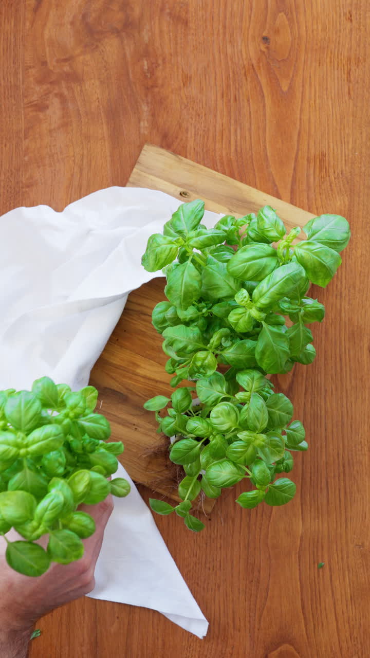 Mani di chef che posizionano piante di basilico fresco su un tavolo di legno, erbe aromatiche verdi biologiche per cucinare, giardinaggio domestico e un'alimentazione sana.