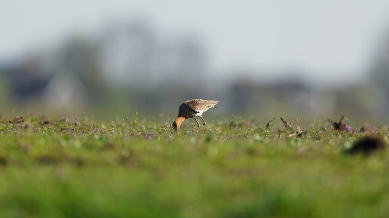 검은 리 godwit 풀에서 먹이