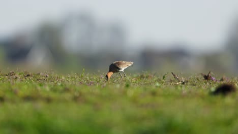 el godwit de cola negra se alimenta en las praderas