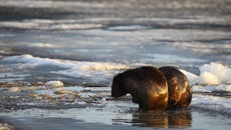 castor euroasiático sentado en hielo y limpiándose