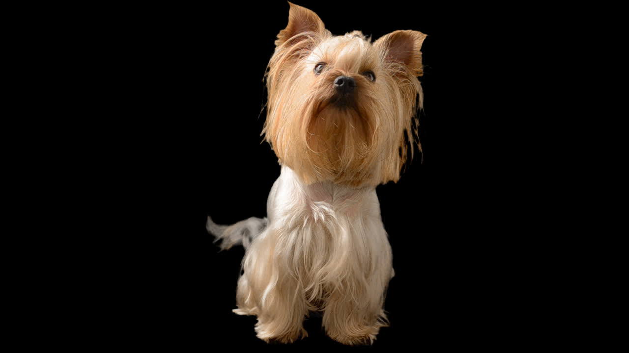 Yorkshire terrier. Canale alfa incluso.