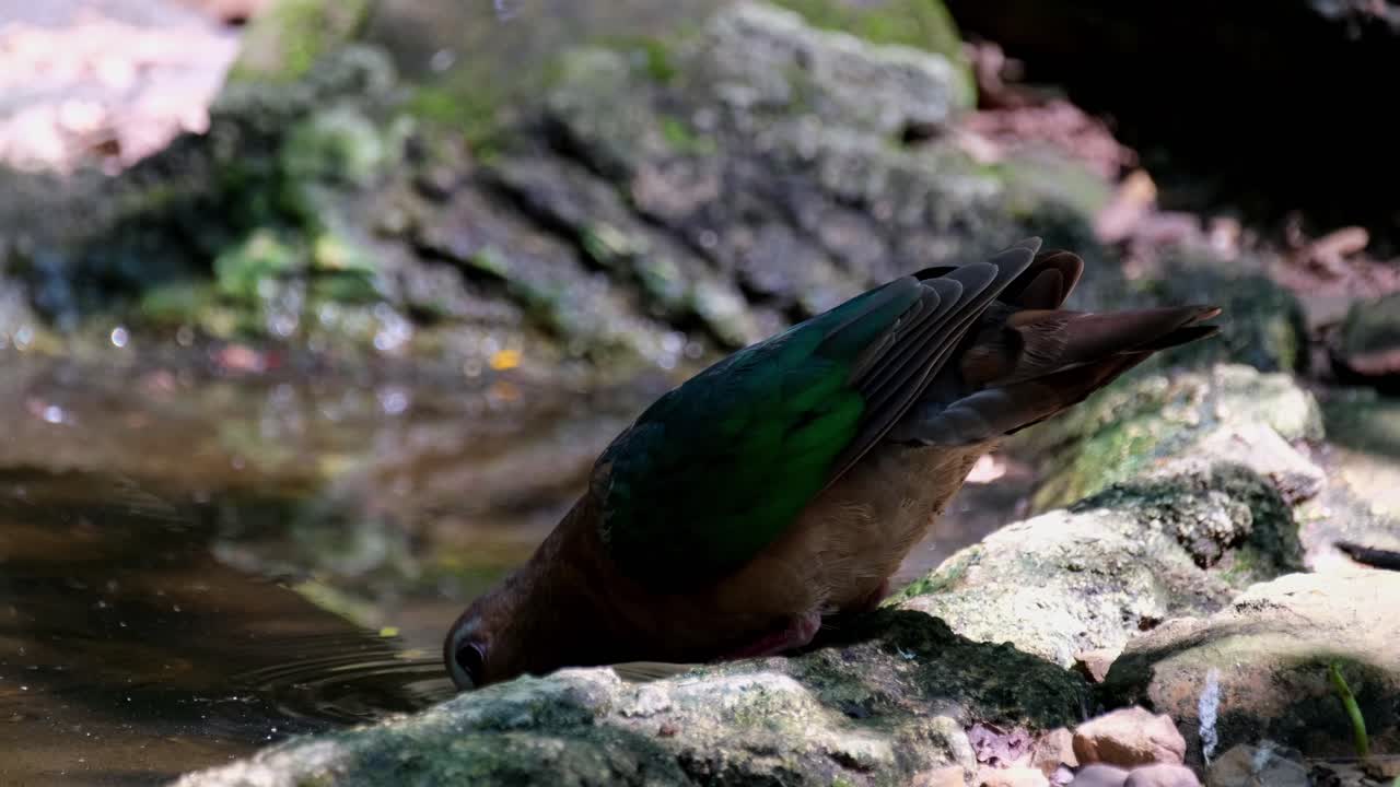 visto beber agua en un pozo de agua mientras la cámara se aleja y los insectos vuelan, paloma esmeralda común, chalcophaps indica, tailandia