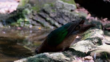 Gesehen-Trinkwasser-An-Einer-Wasserstelle,-Während-Die-Kamera-Herauszoomt-Und-Insekten-Herumfliegen,-Gemeine-Smaragdtaube,-Chalcophaps-Indica,-Thailand