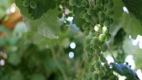 cerrar un racimo de uvas en una vid con un fondo de viñedo verde