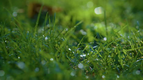 clear dew shining green grass close up. forest meadow covered lush vegetation.