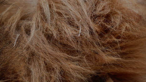 close-up of animal fur