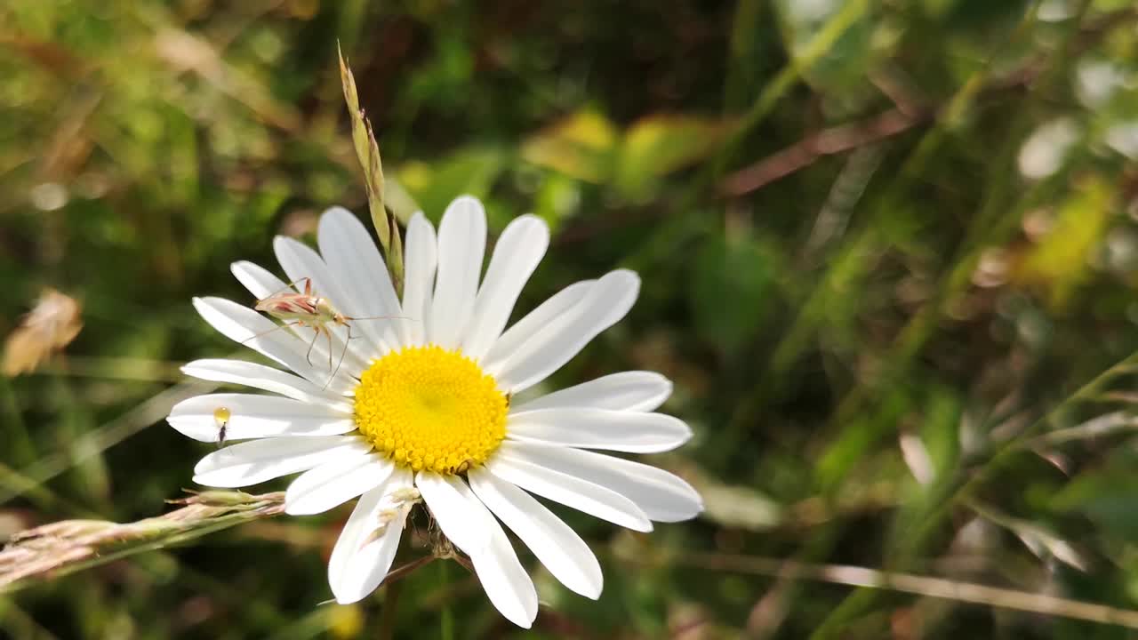 Fiore di Leucanthemum vulgare in fiore