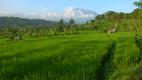 Una-Granja-De-Arroz-En-Terrazas-Cultiva-Campos-Verdes-6