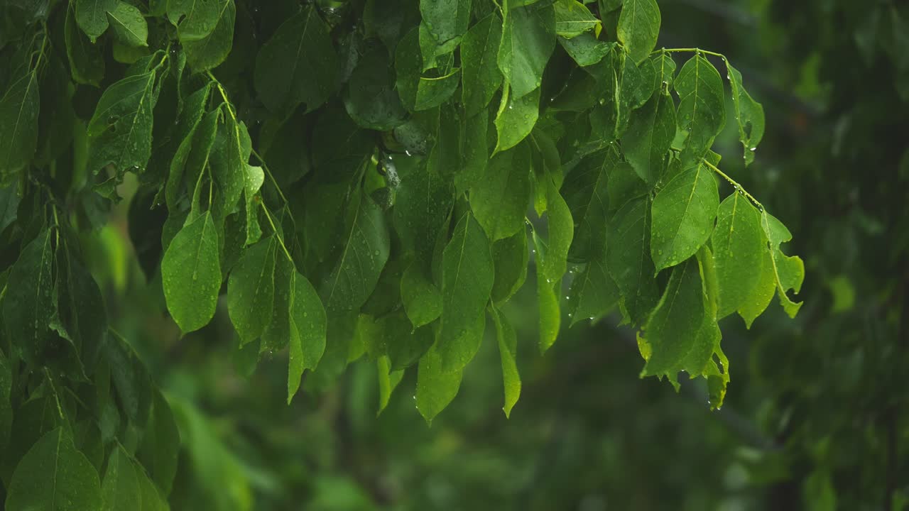 lluvia en la jungla, fuerte lluvia en los árboles en el parque