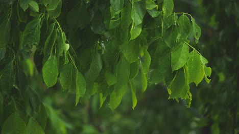 lluvia en la jungla, fuerte lluvia en los árboles en el parque