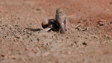 Large-Grey-Babblers-birds-dance-and-mingle-as-they-play-on-the-ground-in-slow-motion