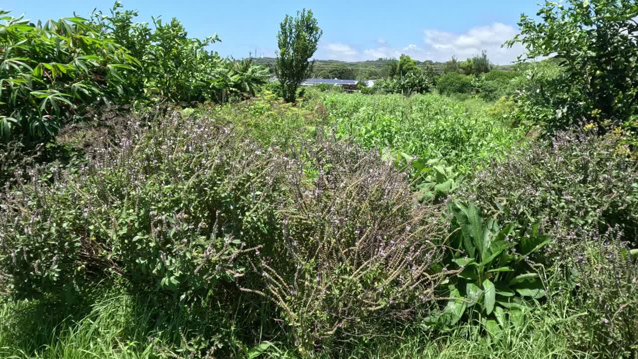 lapso de tiempo de un prado bajo nubes cambiantes