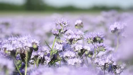 close-up-of-plant-flower-phacelia,-scorpionweed,-heliotrope-moving-by-the-wind-in-a-sunny-day-of-spring