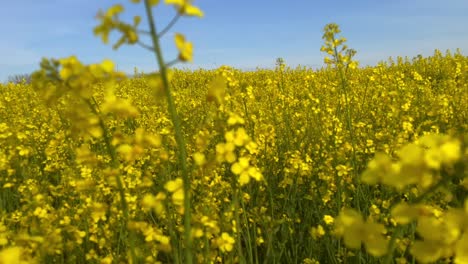 close pan shot of golden blooming canola field during sun in spring