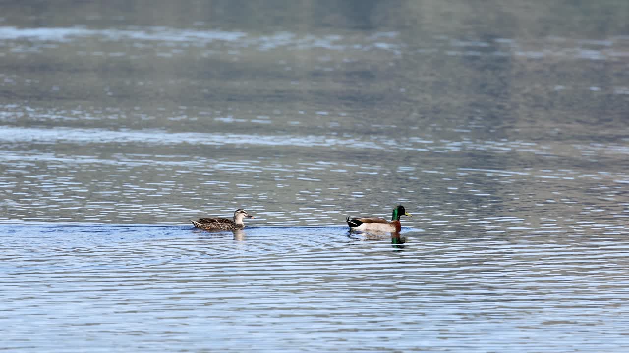 Two mallard ducks glide across calm water in Akaroa, New Zealand, under soft natural lighting, creating a serene and peaceful scene