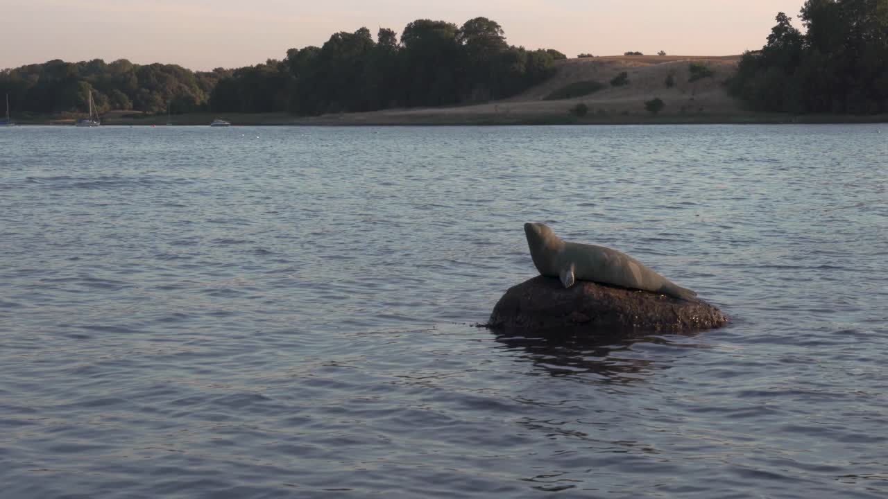 Sea lion statue in danish fjord during sunset