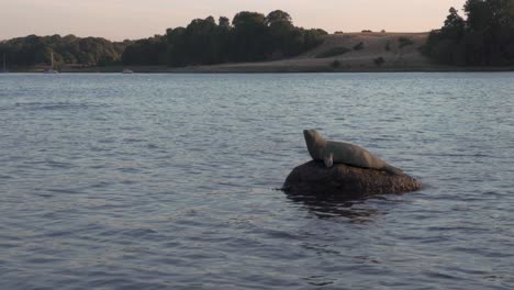 sea lion statue in danish fjord during sunset