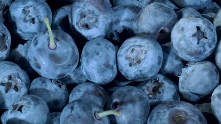 Dettaglio di mirtilli. Ripresa macro in movimento. Telecamera che avanza. Primo piano, vista dall'alto. Mirtillo delle torbiere, mirtillo blu delle torbiere, mirtillo settentrionale o mirtillo occidentale (Vaccinium uliginosum)
