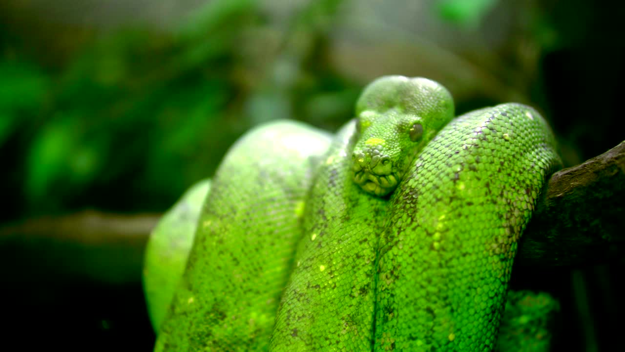 зеленый деревянный питон - morelia viridis