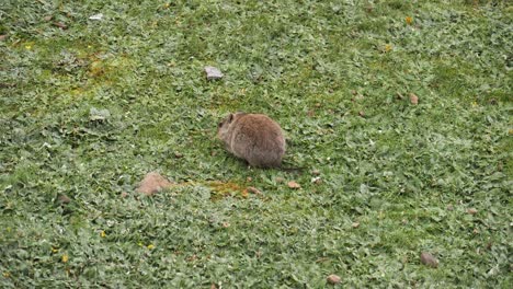 roedor rotundo: la rata vlei encuentra comida en un prado de hierba verde en lesotho