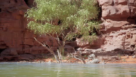 a tree grows on a cliff overlooking a river in a desert