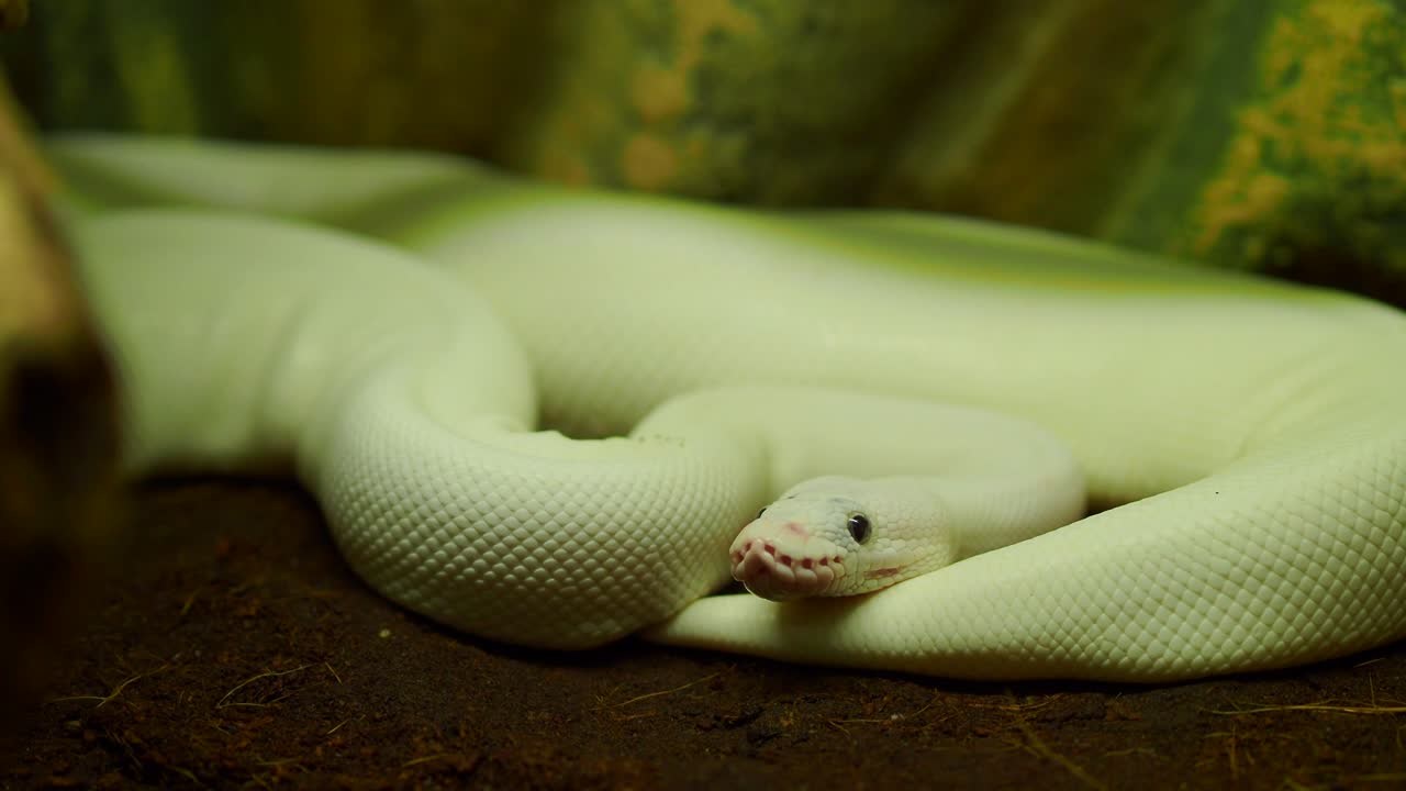 Primo piano di un pitone reale albino bianco arrotolato e a riposo.