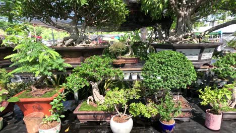 various bonsai trees displayed on shelves.