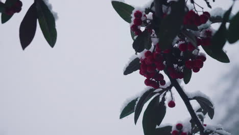 Schnee-Fällt-Auf-Die-Beeren-Eines-Busches