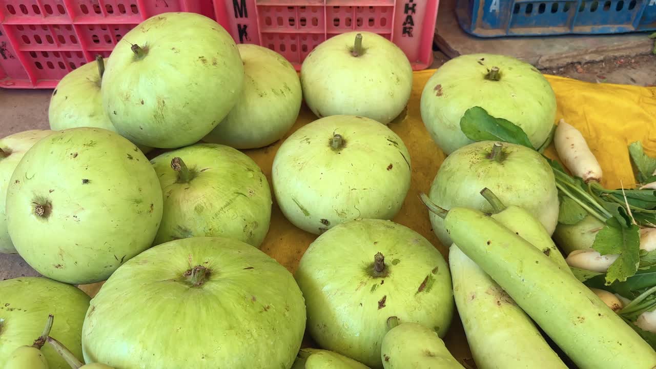 tracking shot of freshly harvested organic bottle gourd from farm