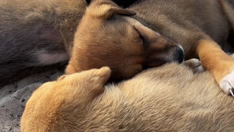 portrait view of cute adorable little dogs sleeping together