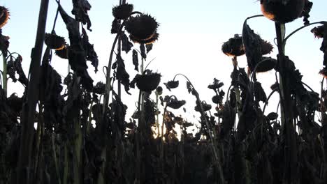 concept of global warming and damaged sunflower crop dry climate without rainfall concept of global warming and damaged sunflower crop dry climate without rainfall loss of sunflower crop