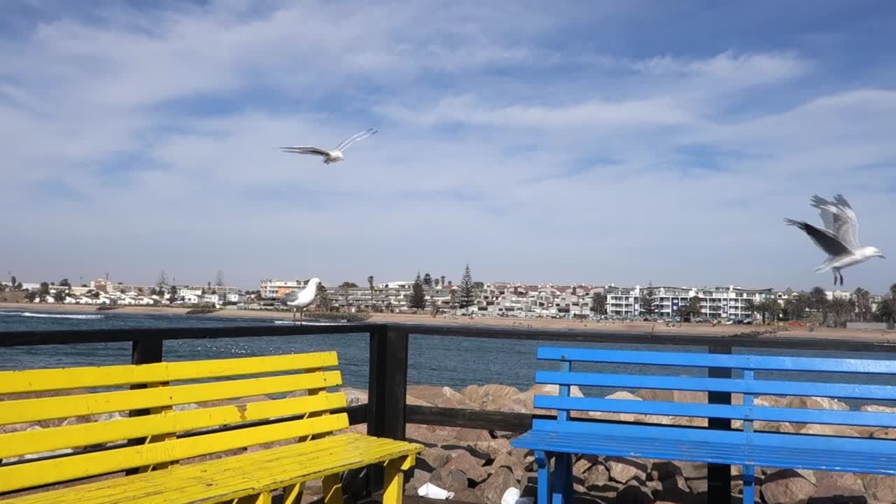 Seagulls Flying Over Colorful Benches by the Ocean