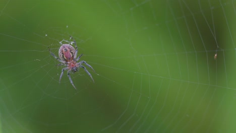 An-Alpaida-versicolor-spider-sitting-on-her-web-against-a-blurred-background