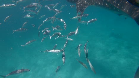 Underwater-view-of-a-snorkeler-watching-a-whale-shark-in-blue-waters-in-the-Philippines