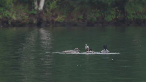 loon family eating fish on an overcast day