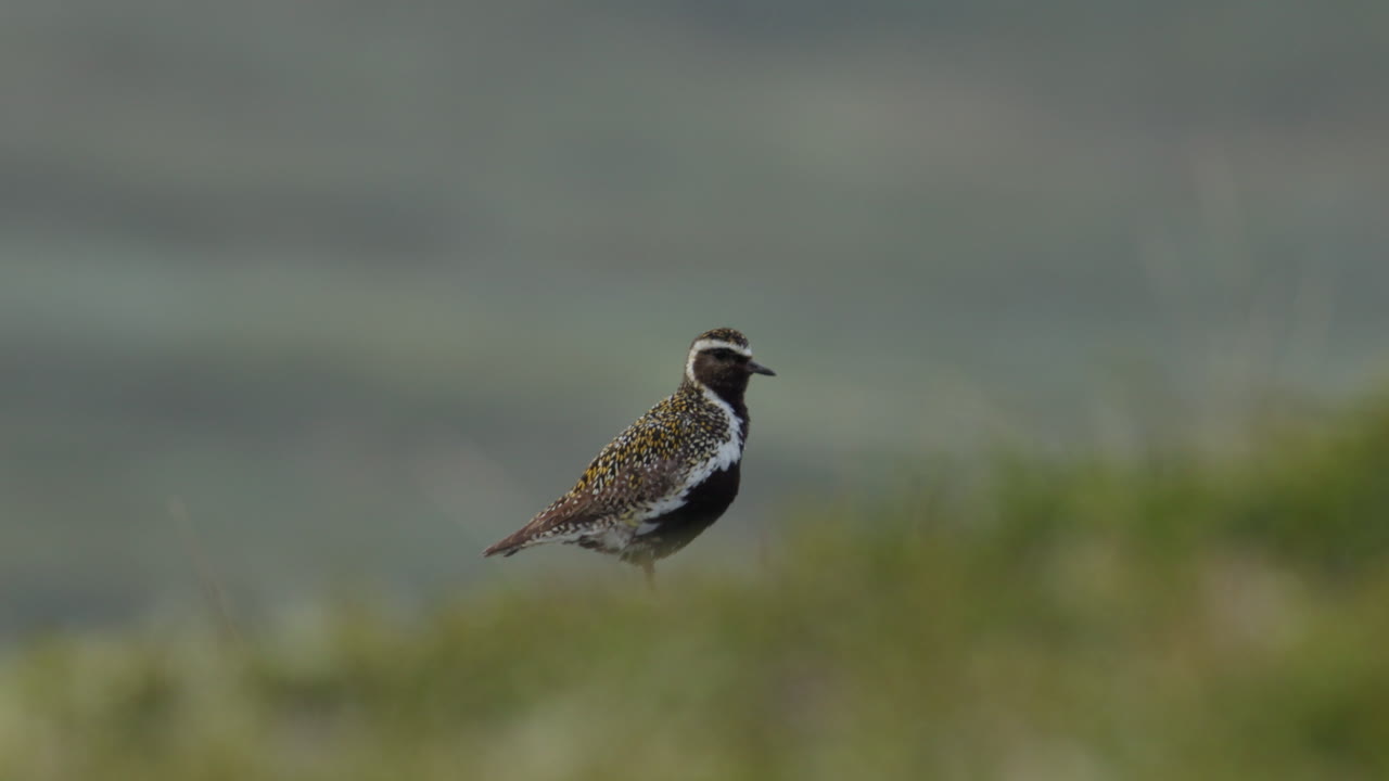 European Plover Pluvialis apricaria on alpine tundra rocks of Dovrefjell Norway
