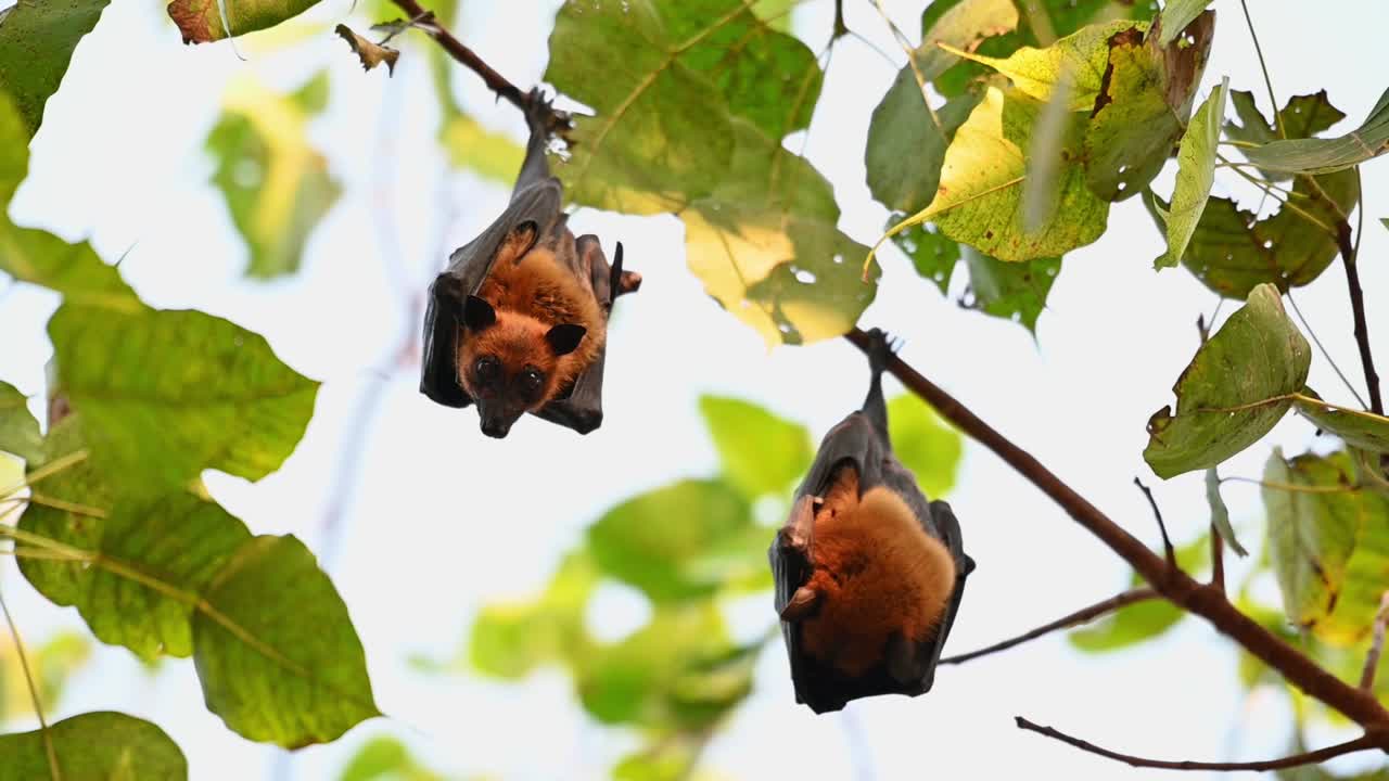 летучая лисица лайла, teropus lyleior